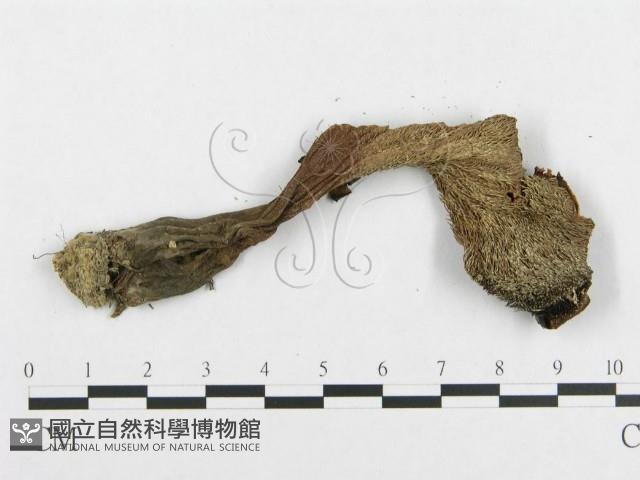 登錄號:F0008259藏品圖，第3張