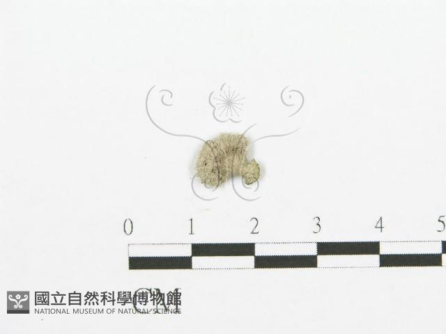 裂褶菌藏品圖，第3張