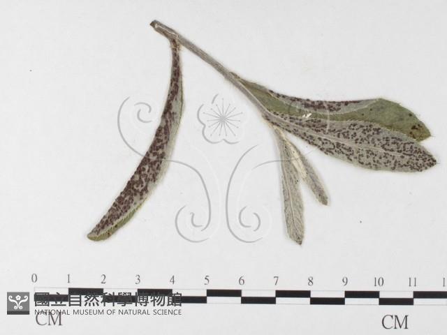 登錄號:F0026259藏品圖，第1張