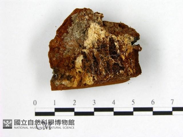 登錄號:F0006259藏品圖，第3張