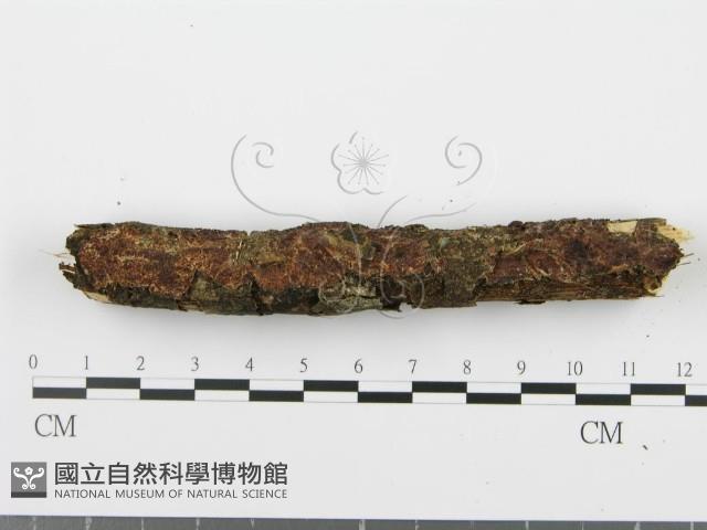 館號:F0001259藏品圖，第3張