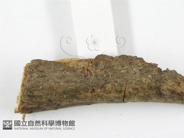 登錄號:F0011259藏品圖，第3張
