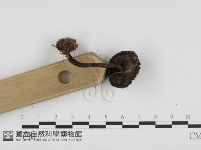 登錄號:F0024259藏品圖，第3張