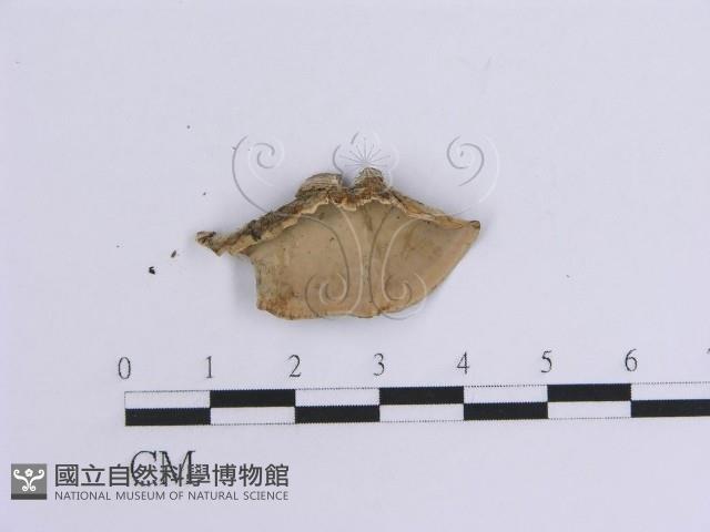 韌革菌屬藏品圖，第3張