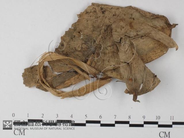 小皮傘屬藏品圖，第3張