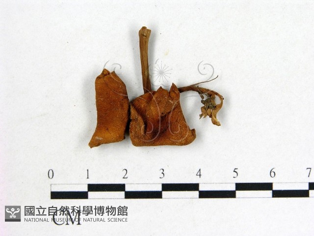 登錄號:F0022259藏品圖，第3張