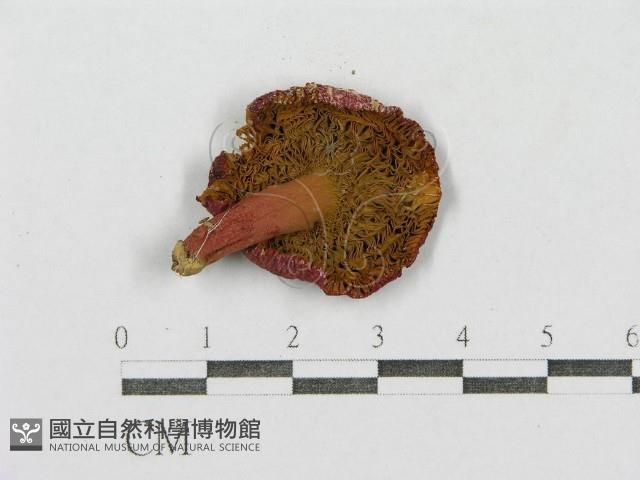 紅菇屬藏品圖，第3張