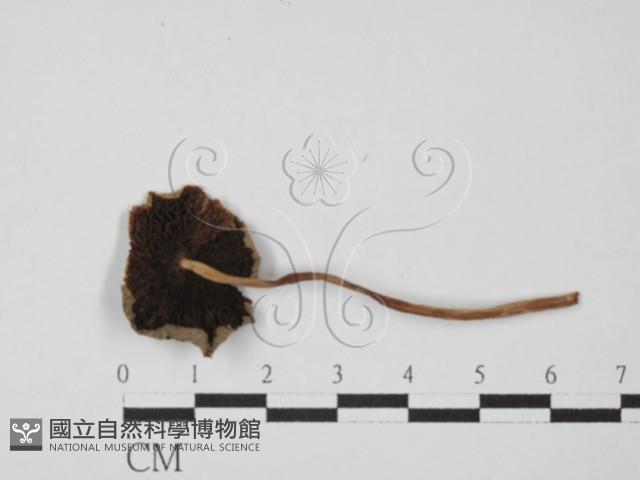 鬼傘屬藏品圖，第3張