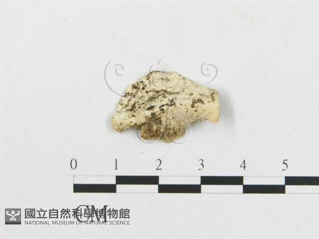 登錄號:F0007259藏品圖，第3張