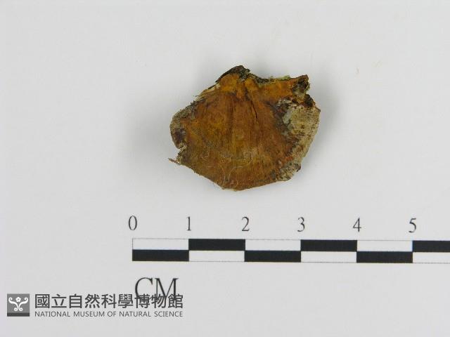 登錄號:F0017259藏品圖，第3張