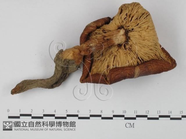 登錄號:F0005259藏品圖，第3張