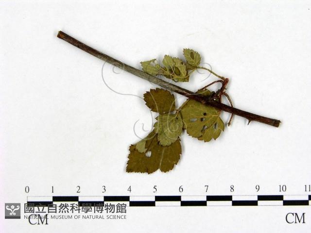 登錄號:F0019259藏品圖，第1張