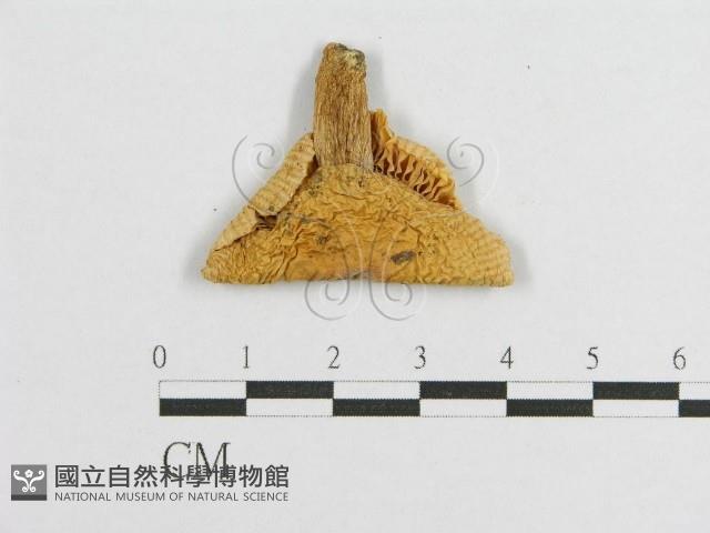 登錄號:F0003259藏品圖，第3張