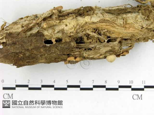 地星屬藏品圖，第3張