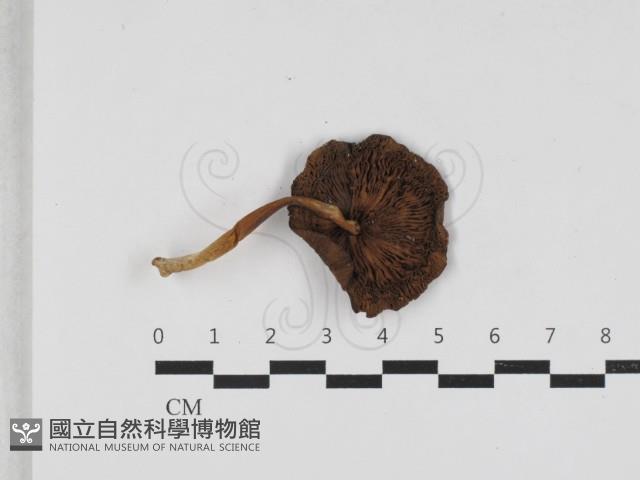登錄號:F0033259藏品圖，第3張