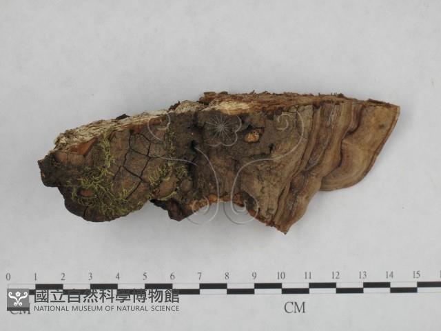 登錄號:F0008859藏品圖，第1張