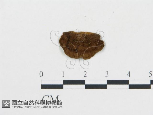 登錄號:F0018859藏品圖，第1張