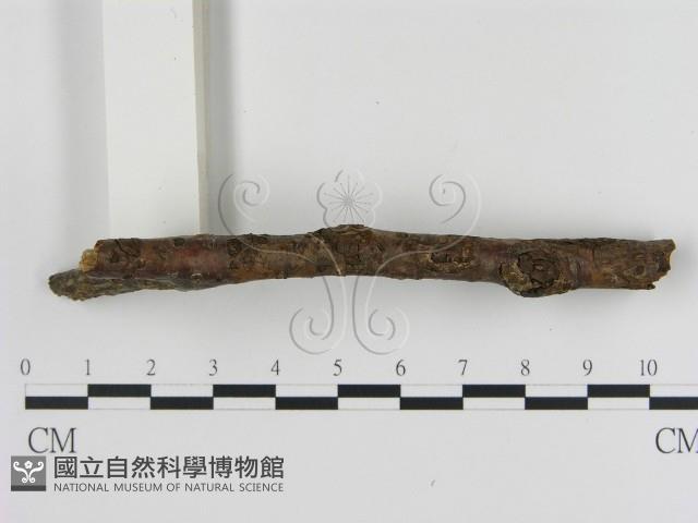 刺革菌屬藏品圖，第3張