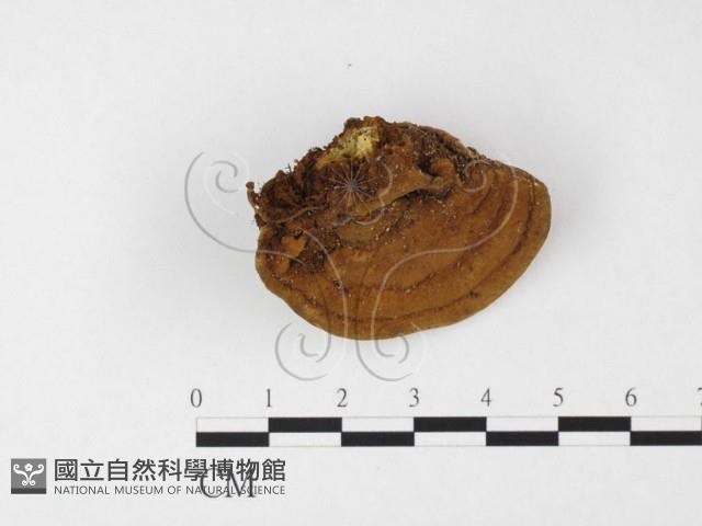 登錄號:F0026859藏品圖，第3張