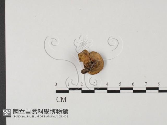 登錄號:F0016859藏品圖，第3張