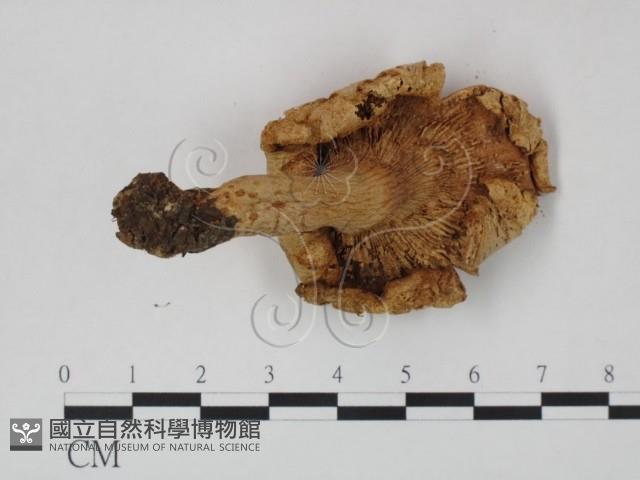 乳菇屬藏品圖，第3張