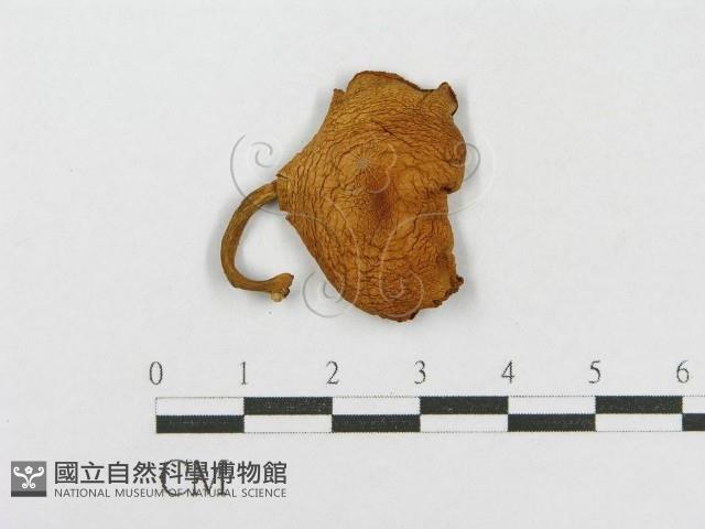 登錄號:F0001859藏品圖，第3張