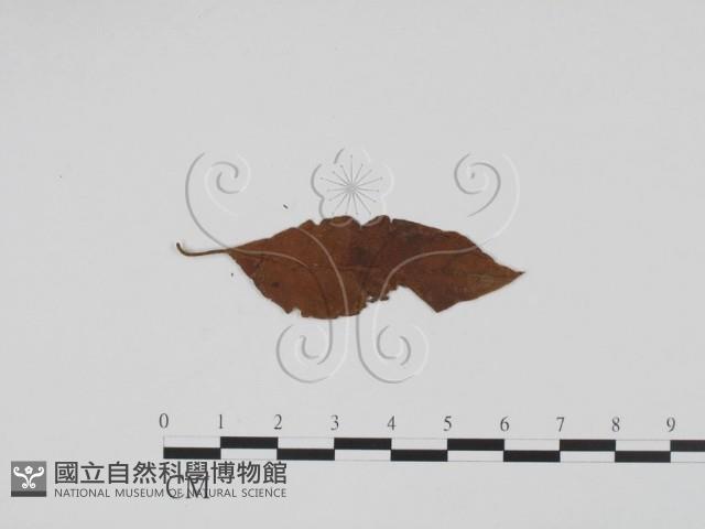 登錄號:F0011859藏品圖，第3張
