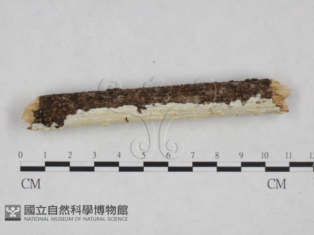 樹狀皮革菌屬藏品圖，第3張