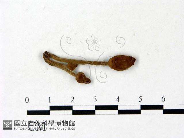 登錄號:F0022859藏品圖，第3張