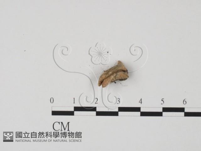 登錄號:F0012859藏品圖，第3張