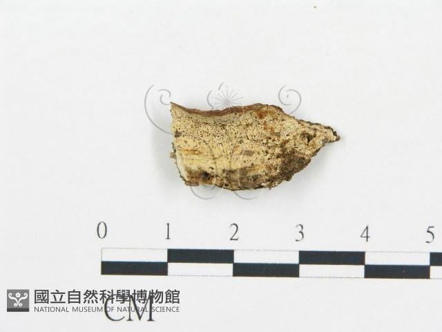 登錄號:F0017859藏品圖，第1張