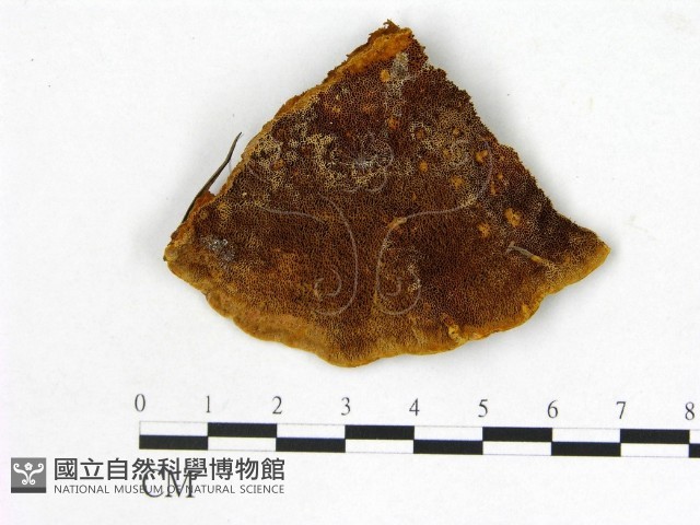 登錄號:F0005859藏品圖，第3張