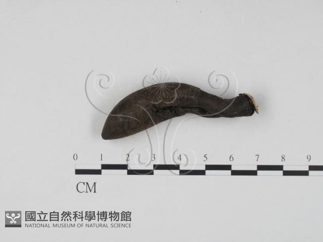 登錄號:F0009859藏品圖，第3張