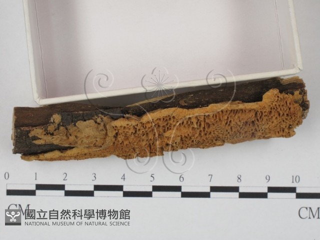 登錄號:F0003859藏品圖，第3張