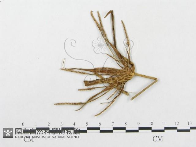 登錄號:F0018959藏品圖，第1張
