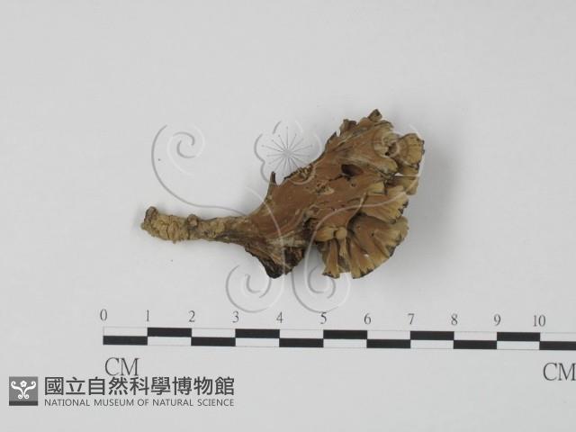 棕色革菌藏品圖，第3張