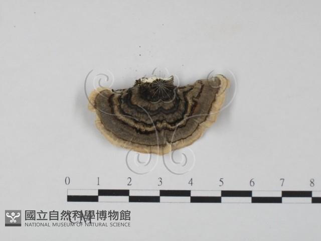 雲芝藏品圖，第3張
