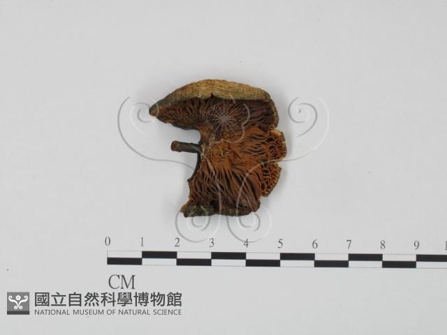 紅菇屬藏品圖，第3張