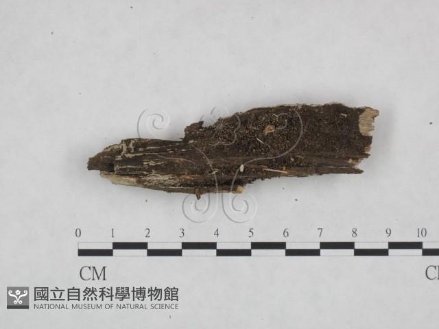 筍殼菌屬藏品圖，第3張