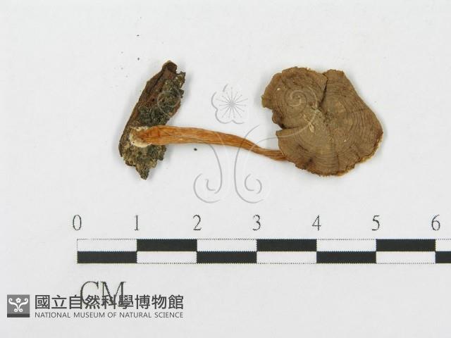 登錄號:F0004959藏品圖，第3張