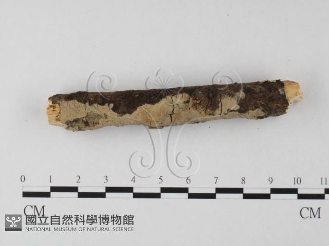 射脈菌屬藏品圖，第3張