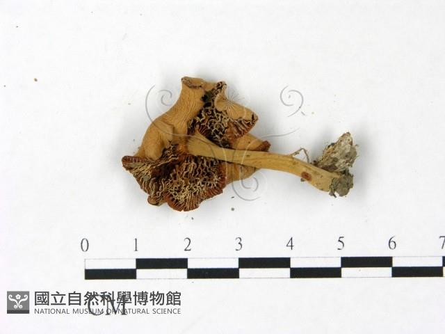 登錄號:F0022959藏品圖，第3張