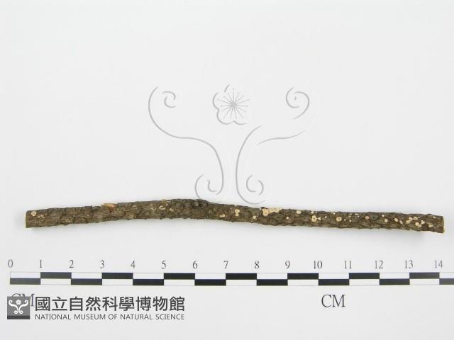 Accession Number:F0002959 Collection Image, Figure 3, Total 7 Figures