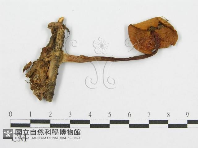 登錄號:F0012959藏品圖，第3張