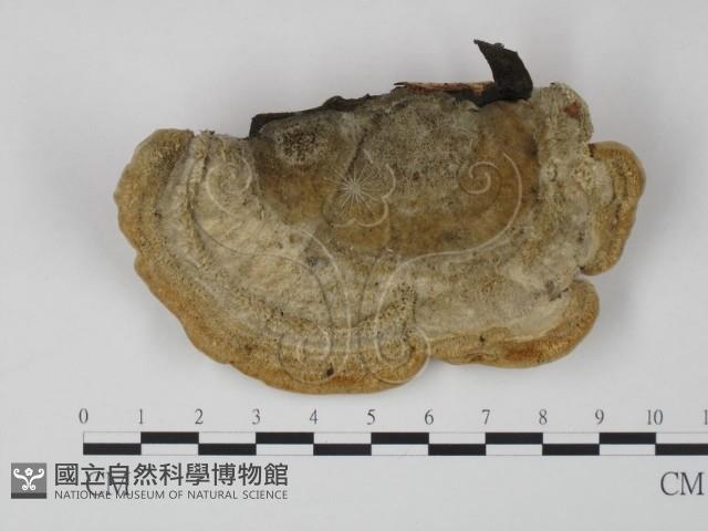 登錄號:F0005959藏品圖，第3張