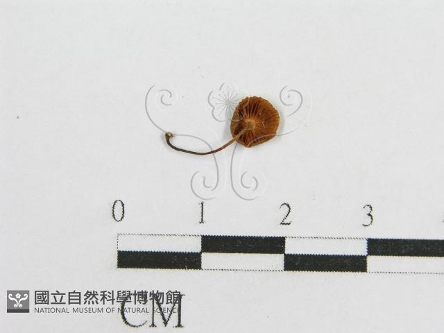 微皮傘屬藏品圖，第3張