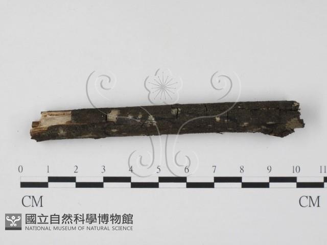 登錄號:F0019959藏品圖，第3張