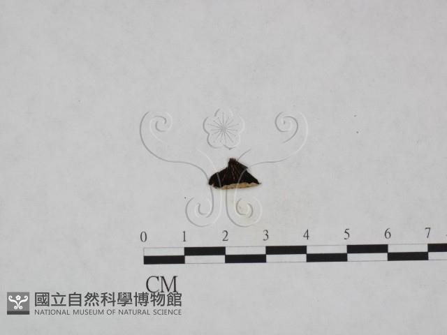 登錄號:F0023959藏品圖，第3張