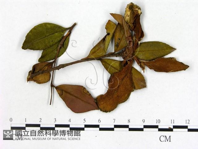 登錄號:F0020659藏品圖，第3張