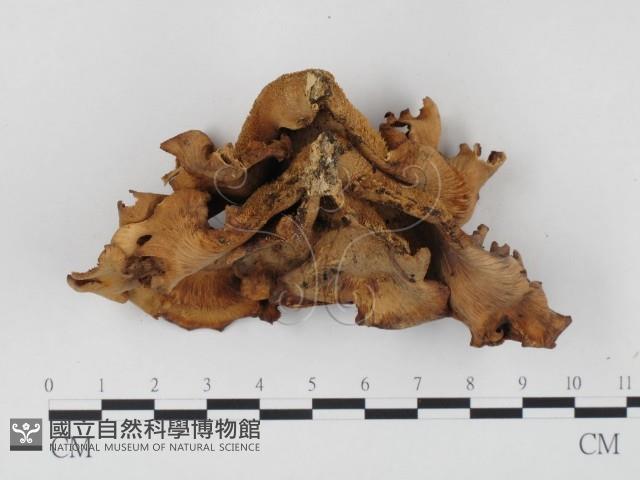 登錄號:F0000659藏品圖，第1張